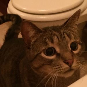 Meet your Posher, Nikki